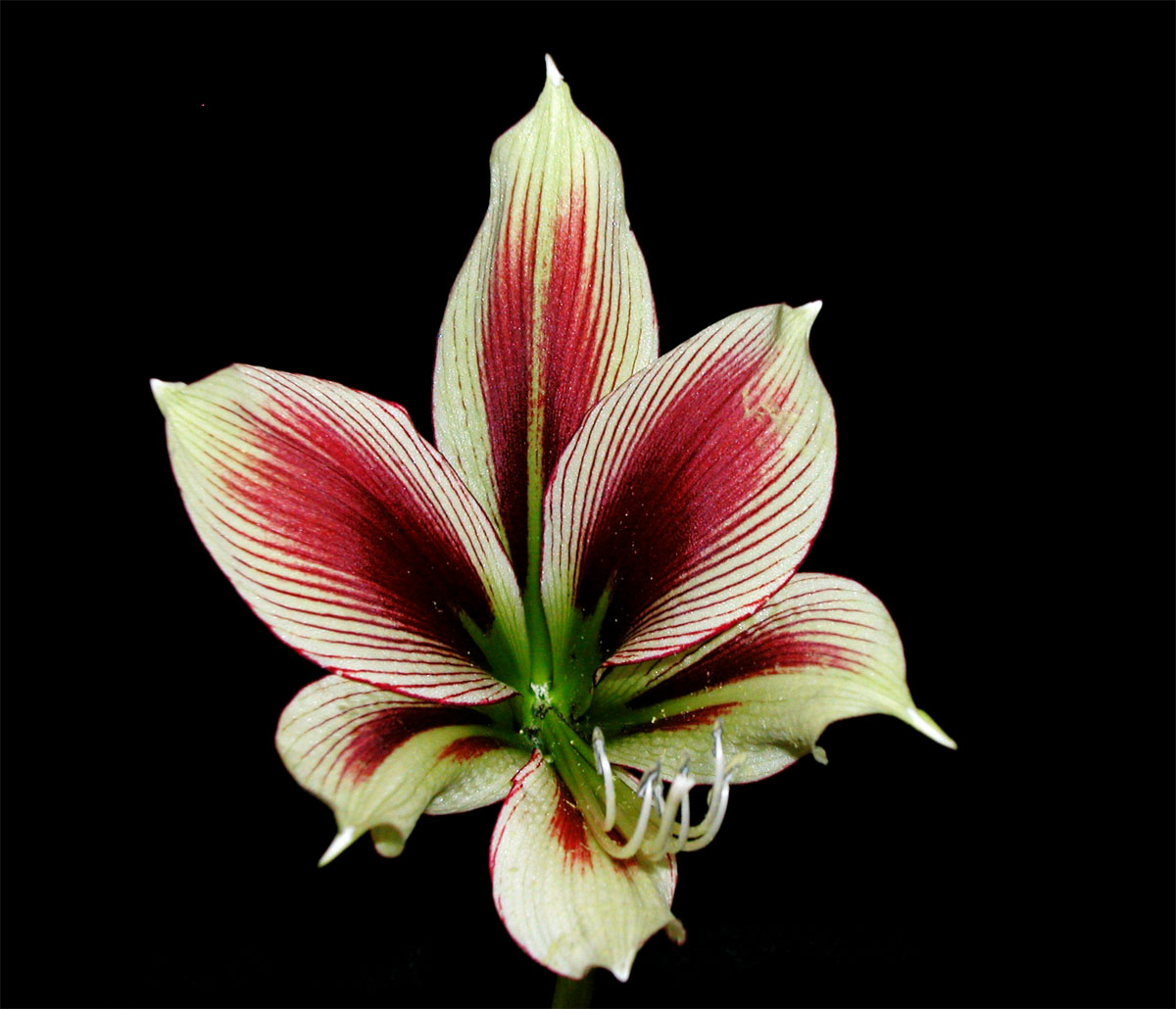 Butterfly Amaryllis